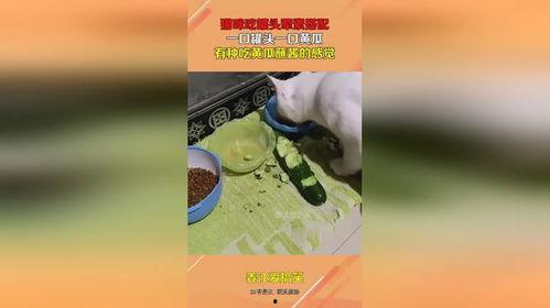 娱乐吃瓜酱罐头视频下载